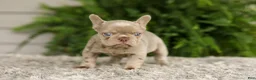 French Bulldog dogs for sale: Anne - Isabella - Ad 8