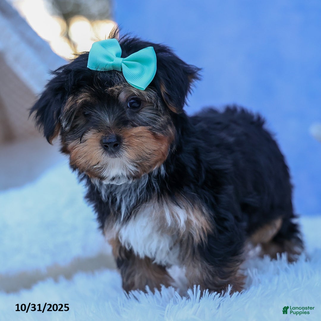 Yorkshire Terrier dogs for sale: Chip - Ad 14