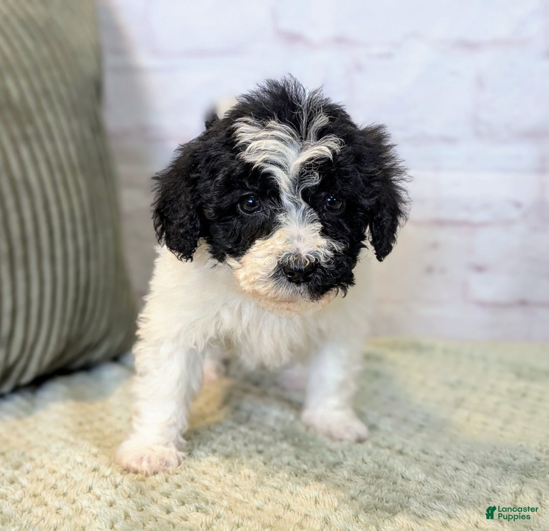 Mixed Breed dogs for sale: Alexia  - Ad 4