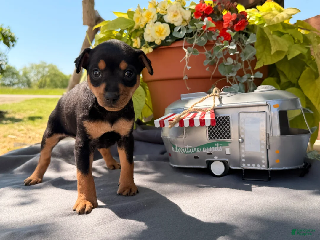 Miniature Pinscher dogs for sale: Kyle - Ad 2