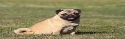 Pug dogs for sale: Ollie - Ad 2