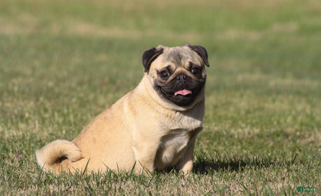 Pug dogs for sale: Ollie - Ad 2