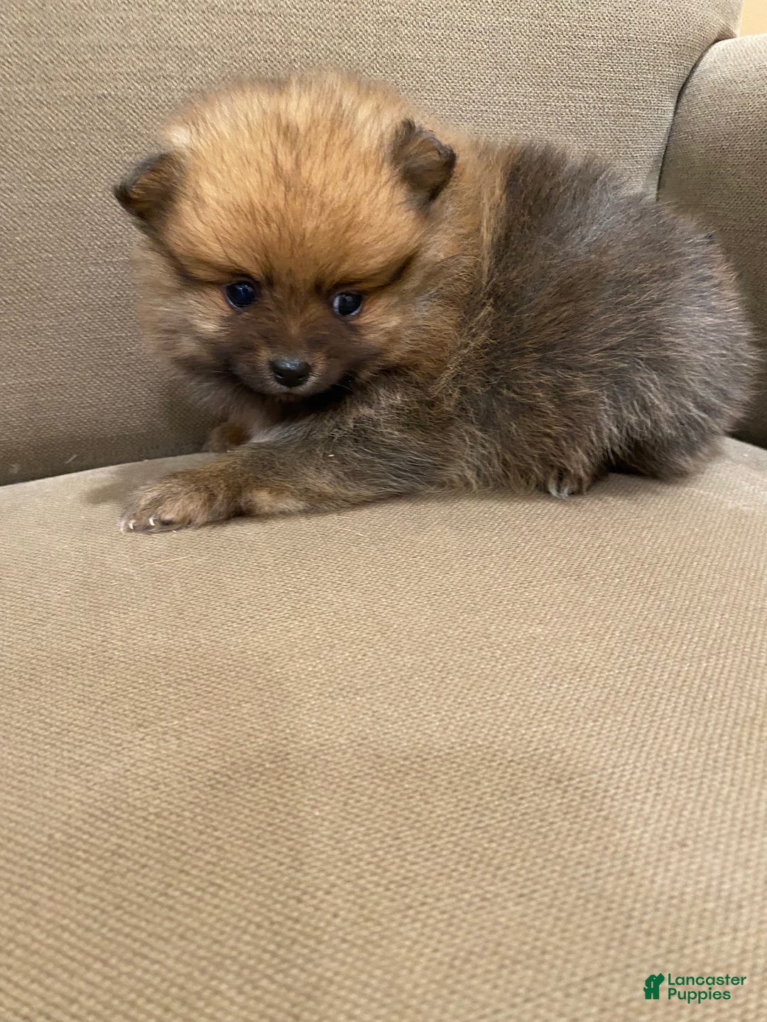 Pomeranian dogs for sale: Pumpernickel - Ad 3