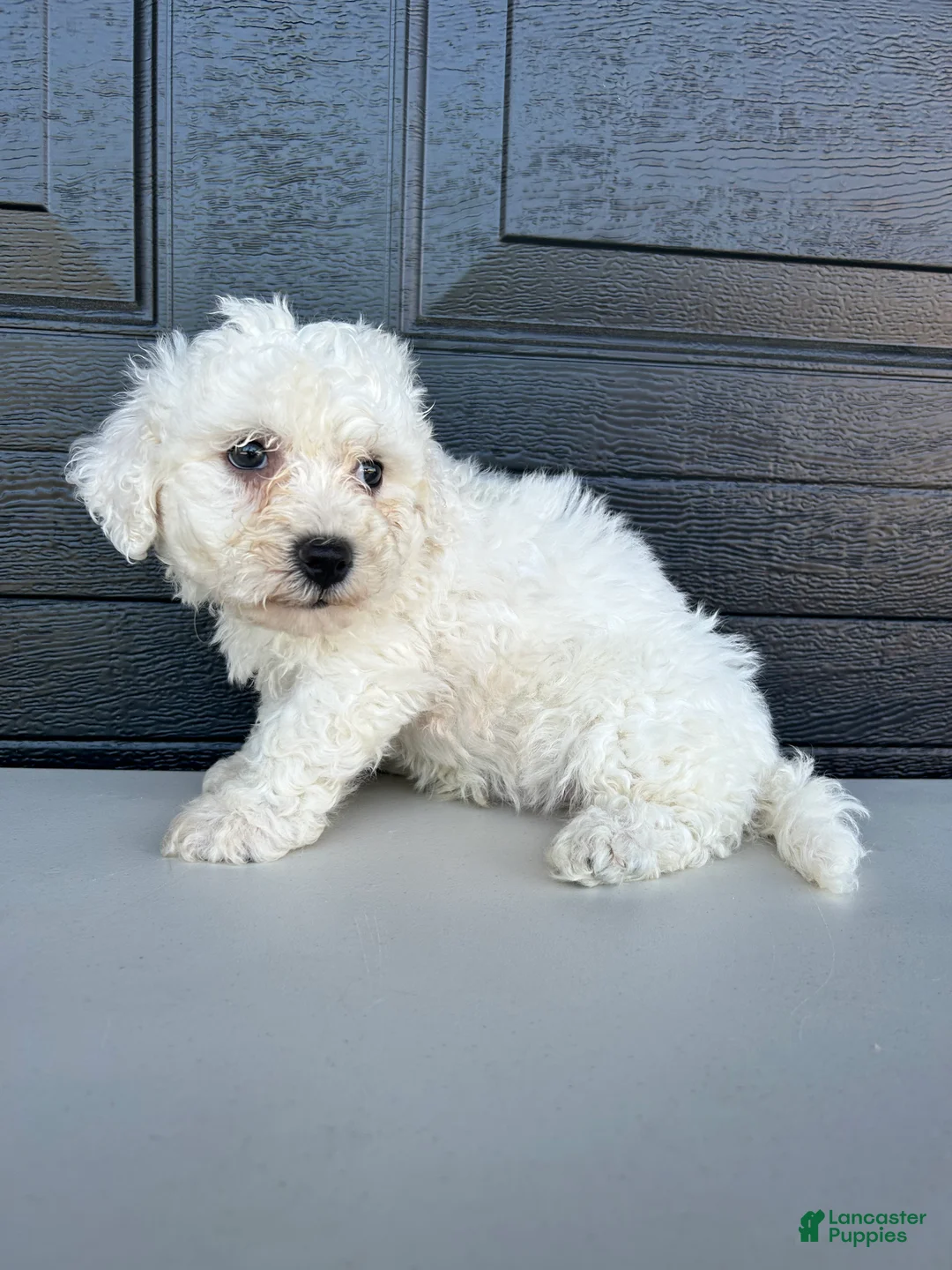 Bichon Frise dogs for sale: Bichon Frise Puppy 2 - Ad 3