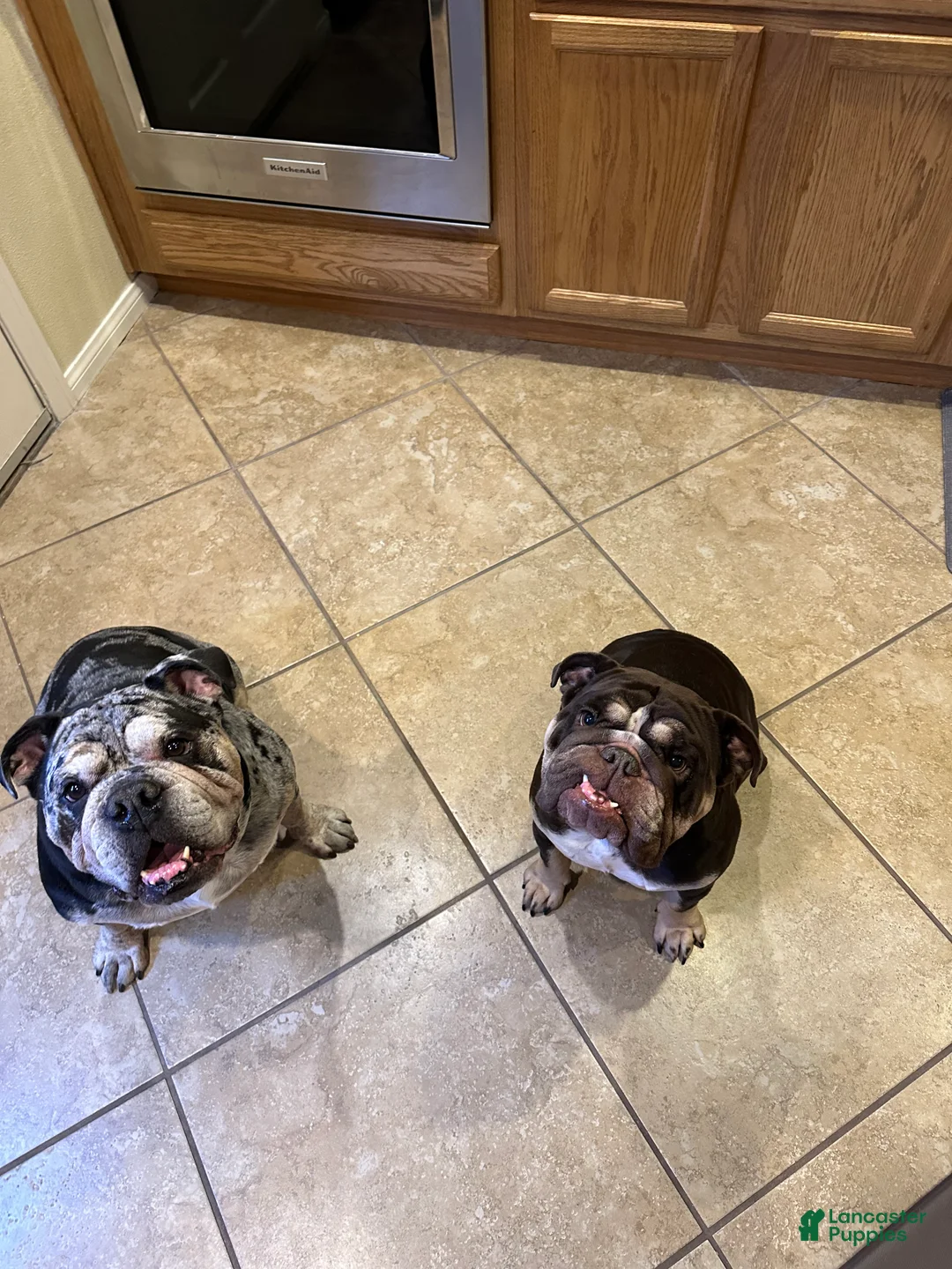 English Bulldog dogs for sale: Nyx - Ad 8