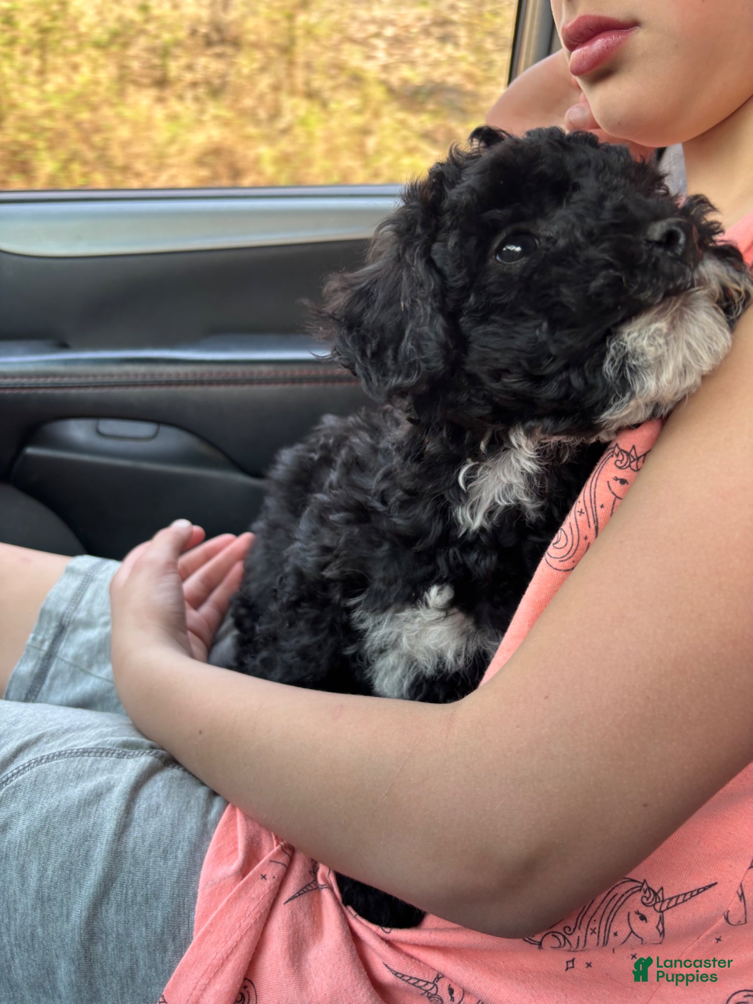 Mini Goldendoodle dogs Benji - Ad 2