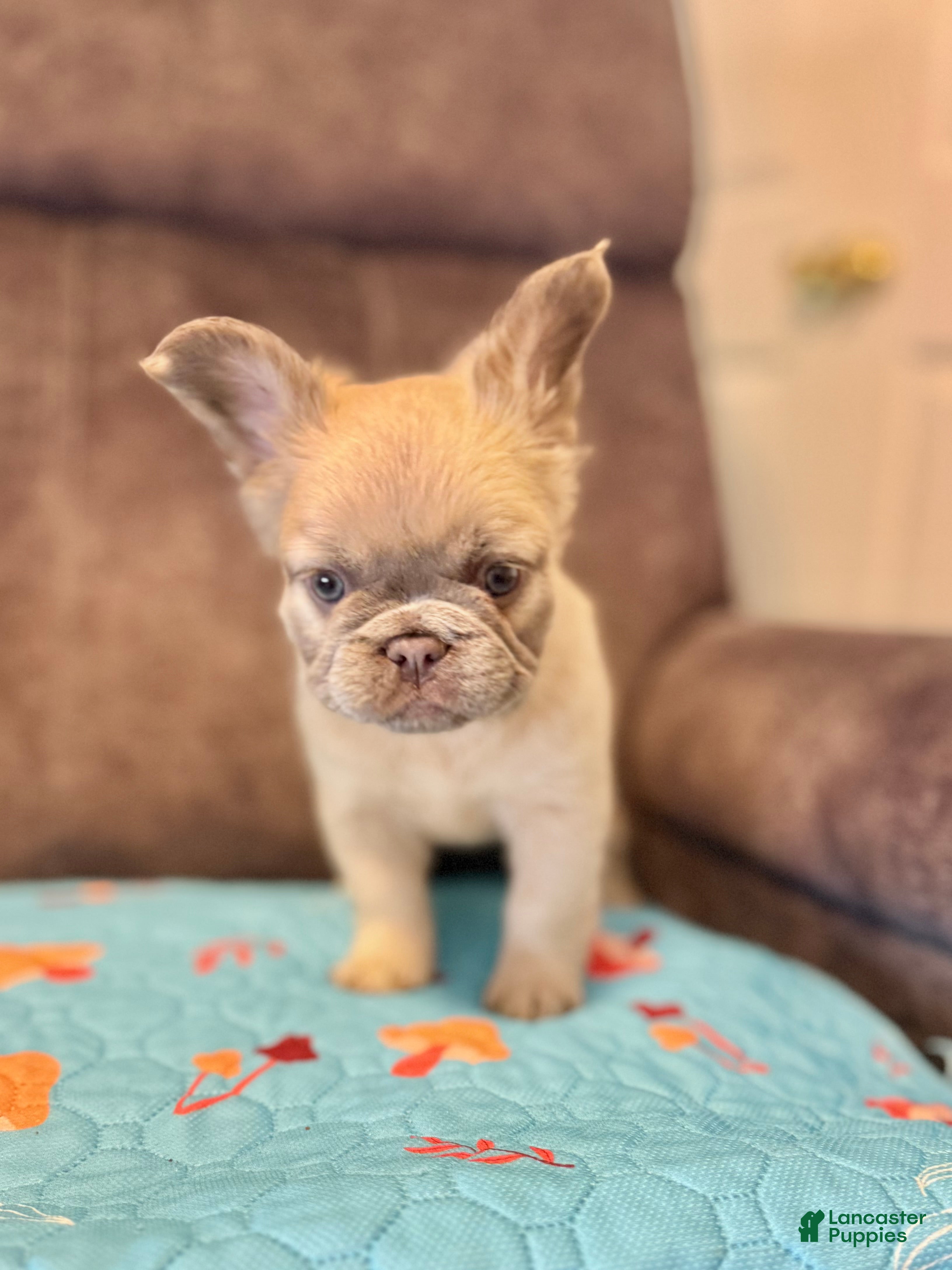 French Bulldog dogs French Bulldog Puppy 5 - Ad 2