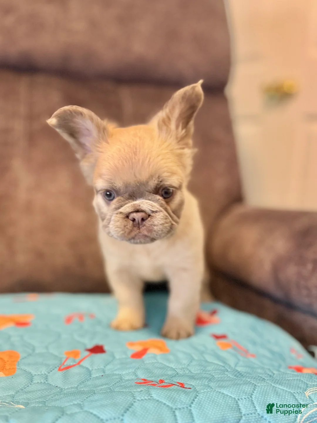 French Bulldog dogs for sale: French Bulldog Puppy 5 - Ad 2