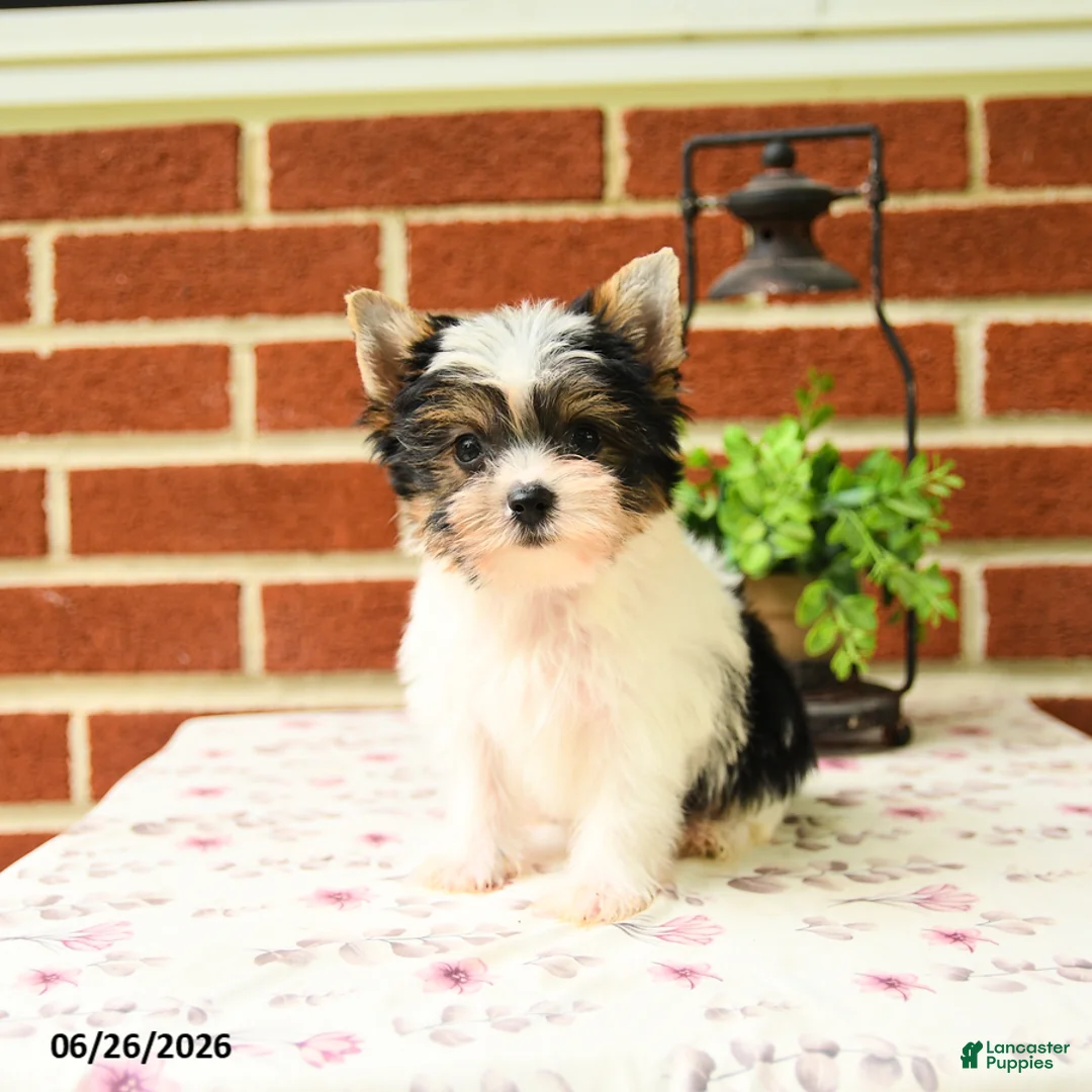 Yorkshire Terrier dogs for sale: Pip  - Ad 1