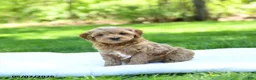 Mini Goldendoodle dogs for sale: Piper - Ad 5