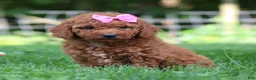 Mini Goldendoodle dogs for sale: Summer - Ad 7