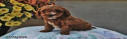 Cavapoo dogs for sale: Dixie - Ad 3