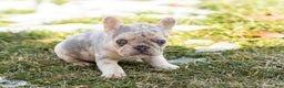 French Bulldog dogs for sale: Daisy  - Ad 3