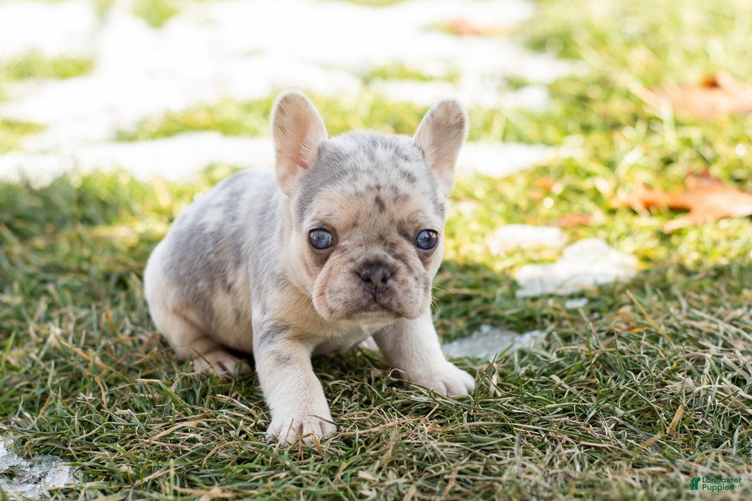 French Bulldog dogs for sale: Daisy  - Ad 3