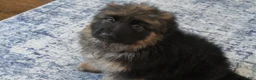 German Shepherd dogs for sale: German Shepherd Long Haired Female - Ad 4
