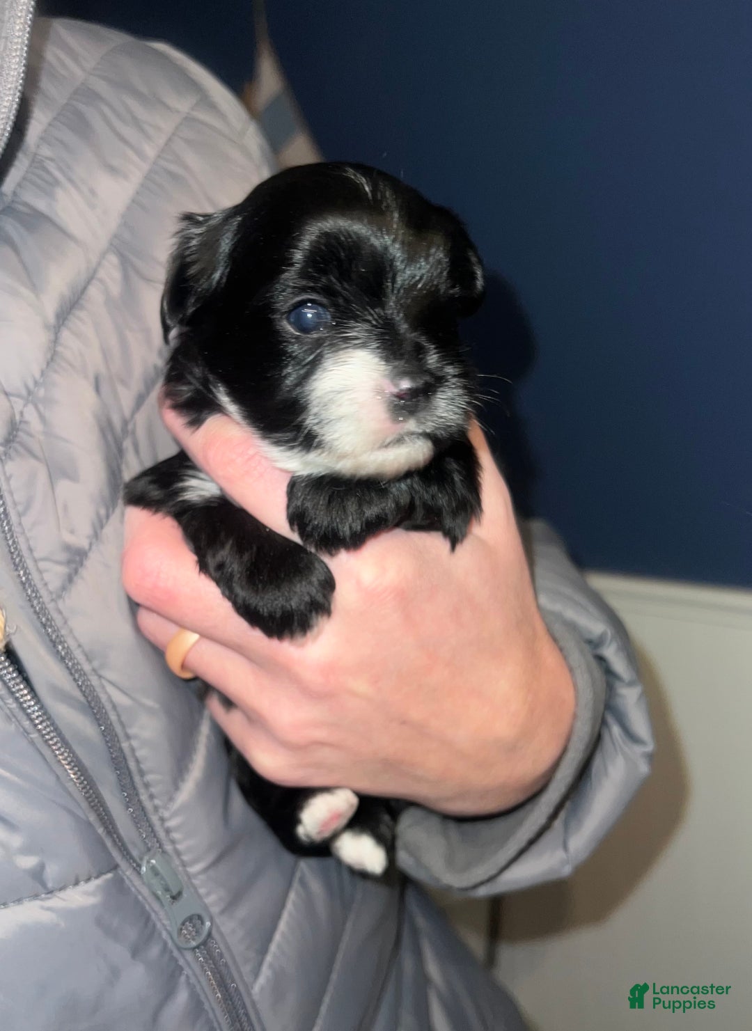 Yorkshire Terrier dogs for sale: Black Female - Ad 1