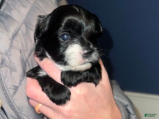 Yorkshire Terrier dogs Black Female - Ad 24