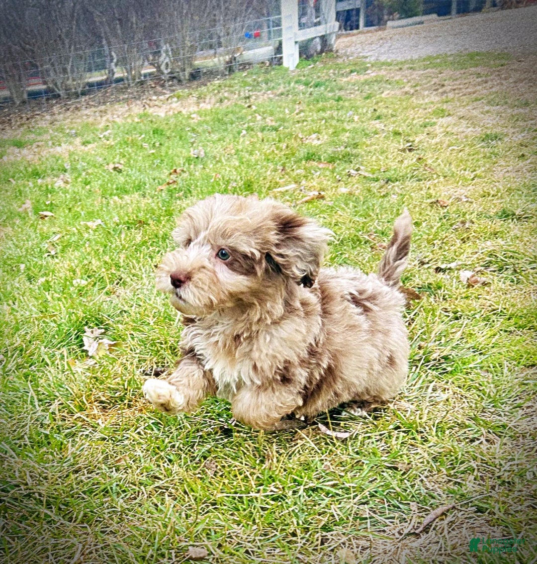 Havapoo dogs for sale: Winston - Ad 10