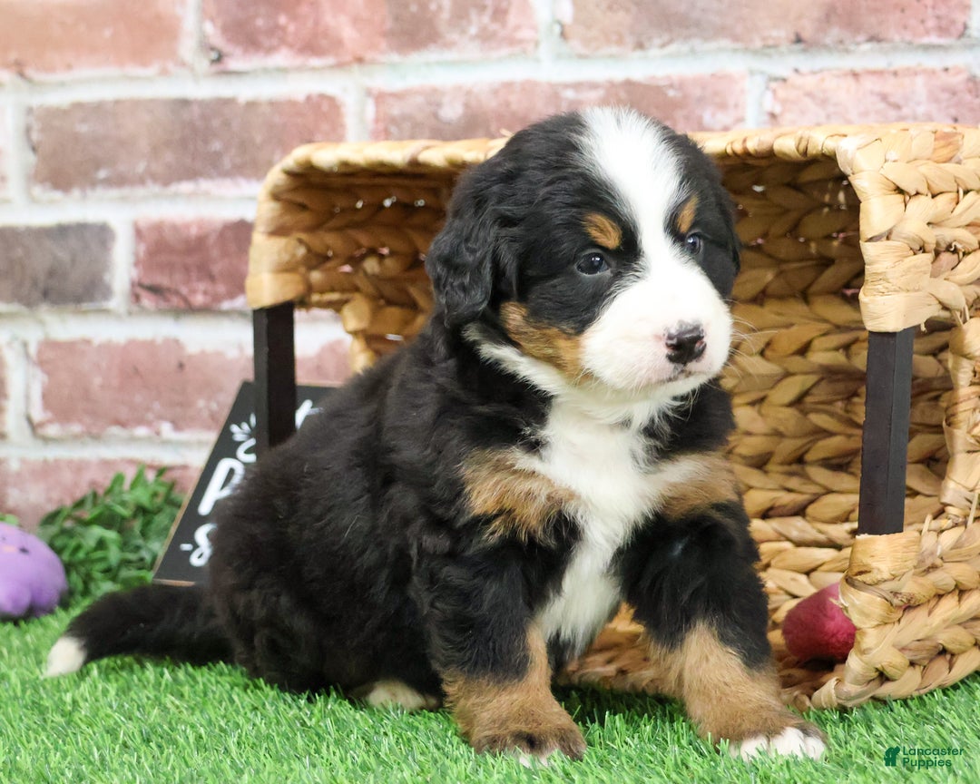 Bernese Mountain Dog dogs for sale: Ornament  - Ad 11
