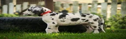Great Dane dogs for sale: Blake Great Dane  - Ad 12