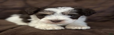 Miniature Schnauzer Puppy 4