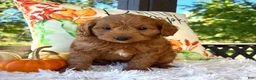 Mini Goldendoodle dogs for sale: Loki(Micro Mini Goldendoodle) - Ad 3