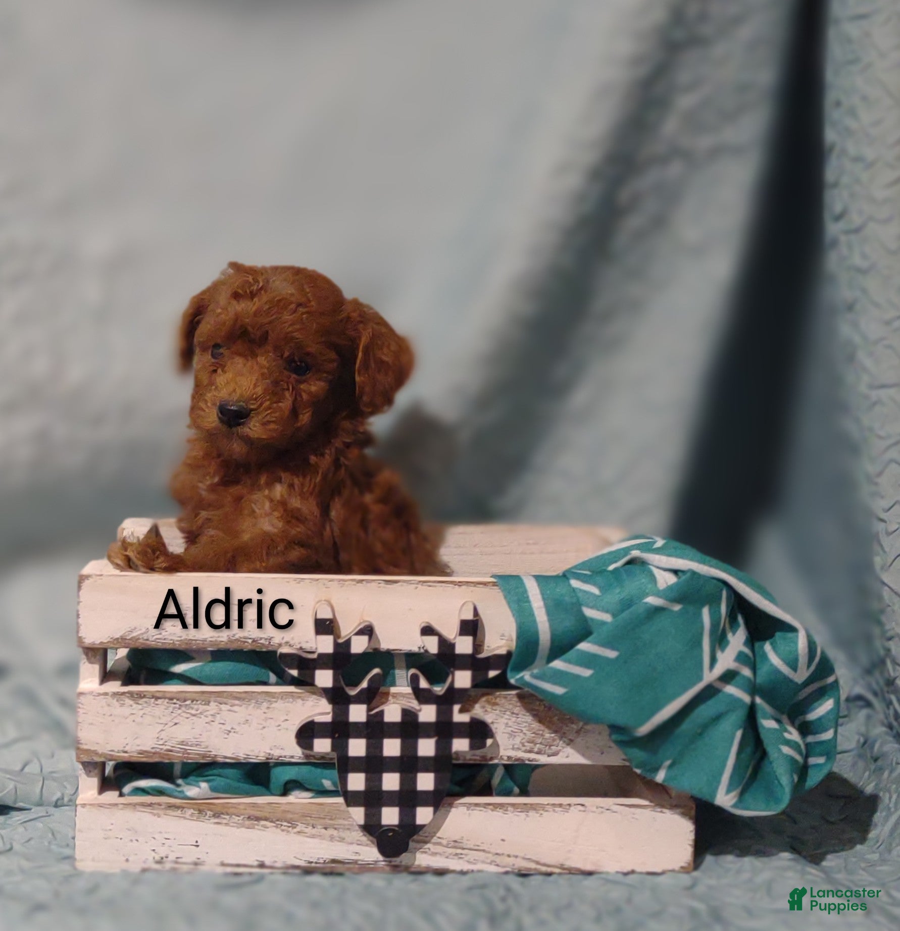 Cavapoo dogs Aldric - Ad 2