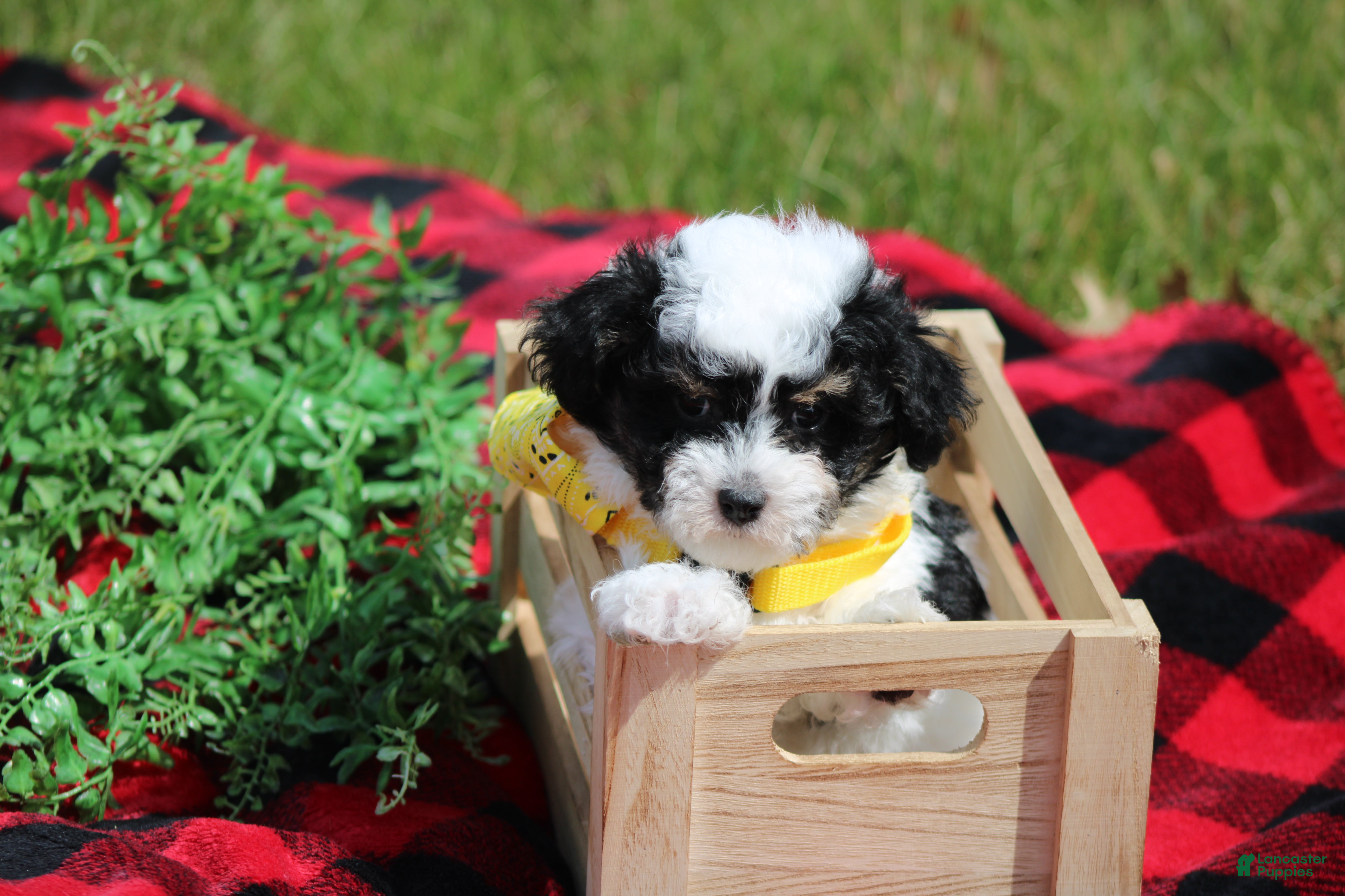 Maltipoo dogs Gavin - Ad 2