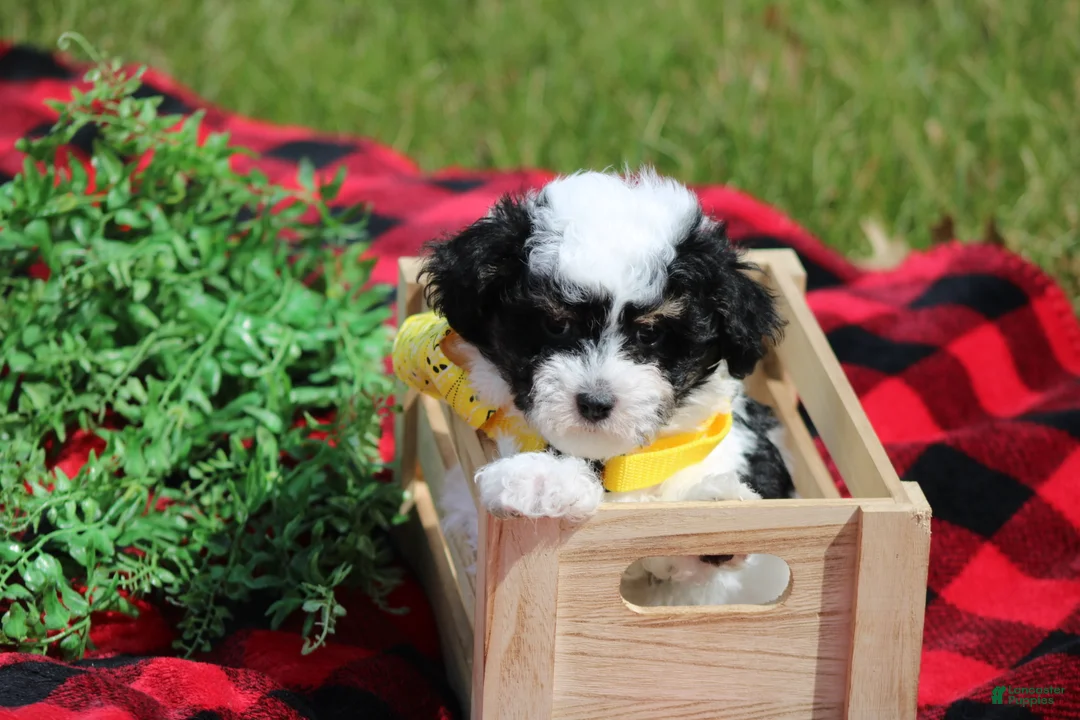 Maltipoo dogs for sale: Gavin - Ad 2