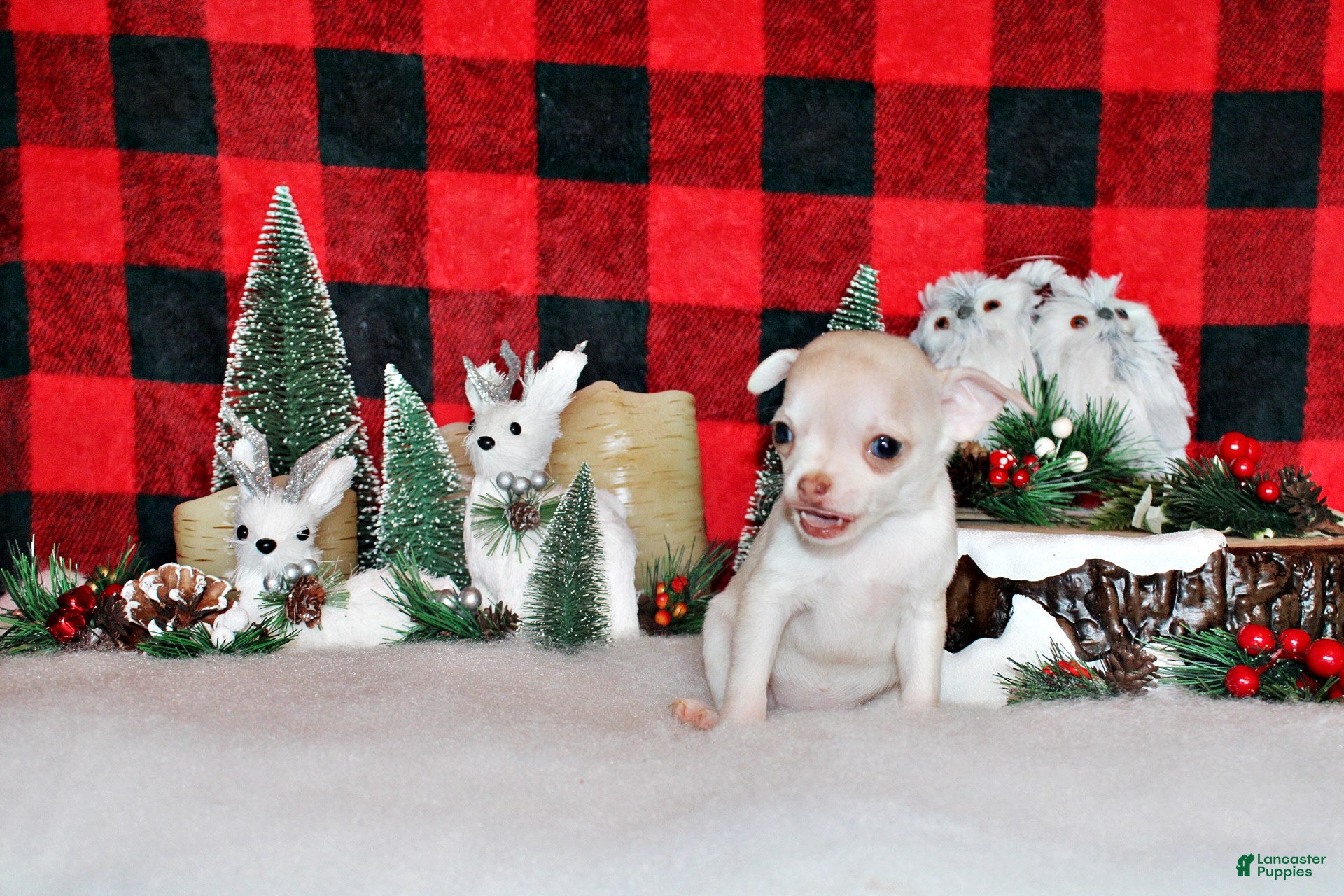 Chihuahua dogs Rorie - Ad 8