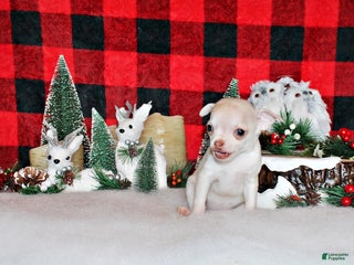 Chihuahua dogs Rorie - Ad 7