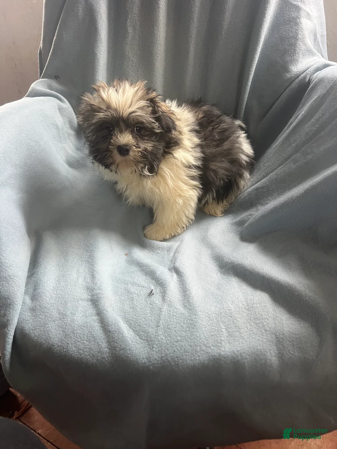 Shih Tzu dogs for sale: Teddy-Boy - Ad 6