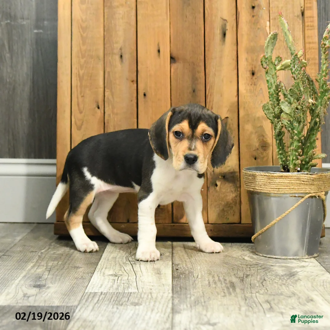 Beagle dogs for sale: Katrina - Ad 4