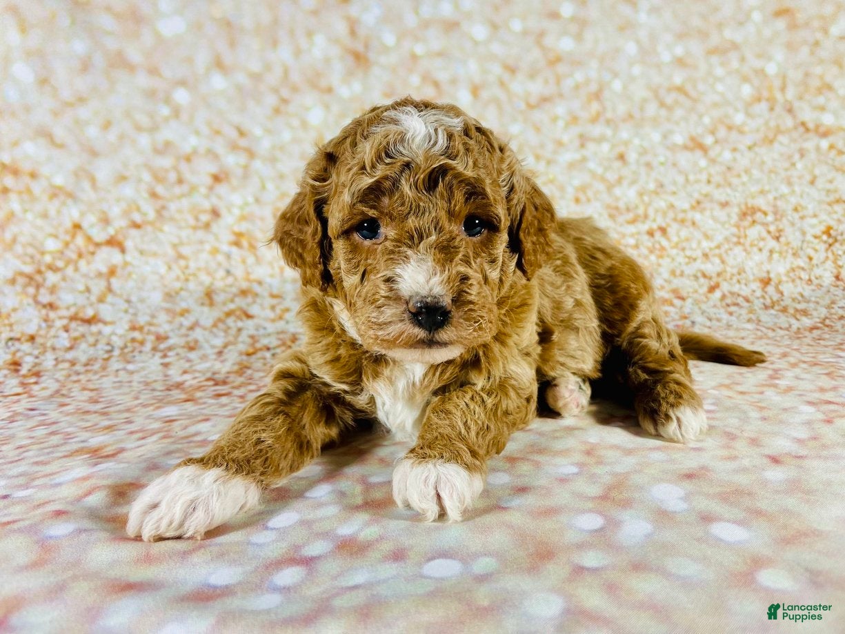 Goldendoodle dogs Dave - Ad 9