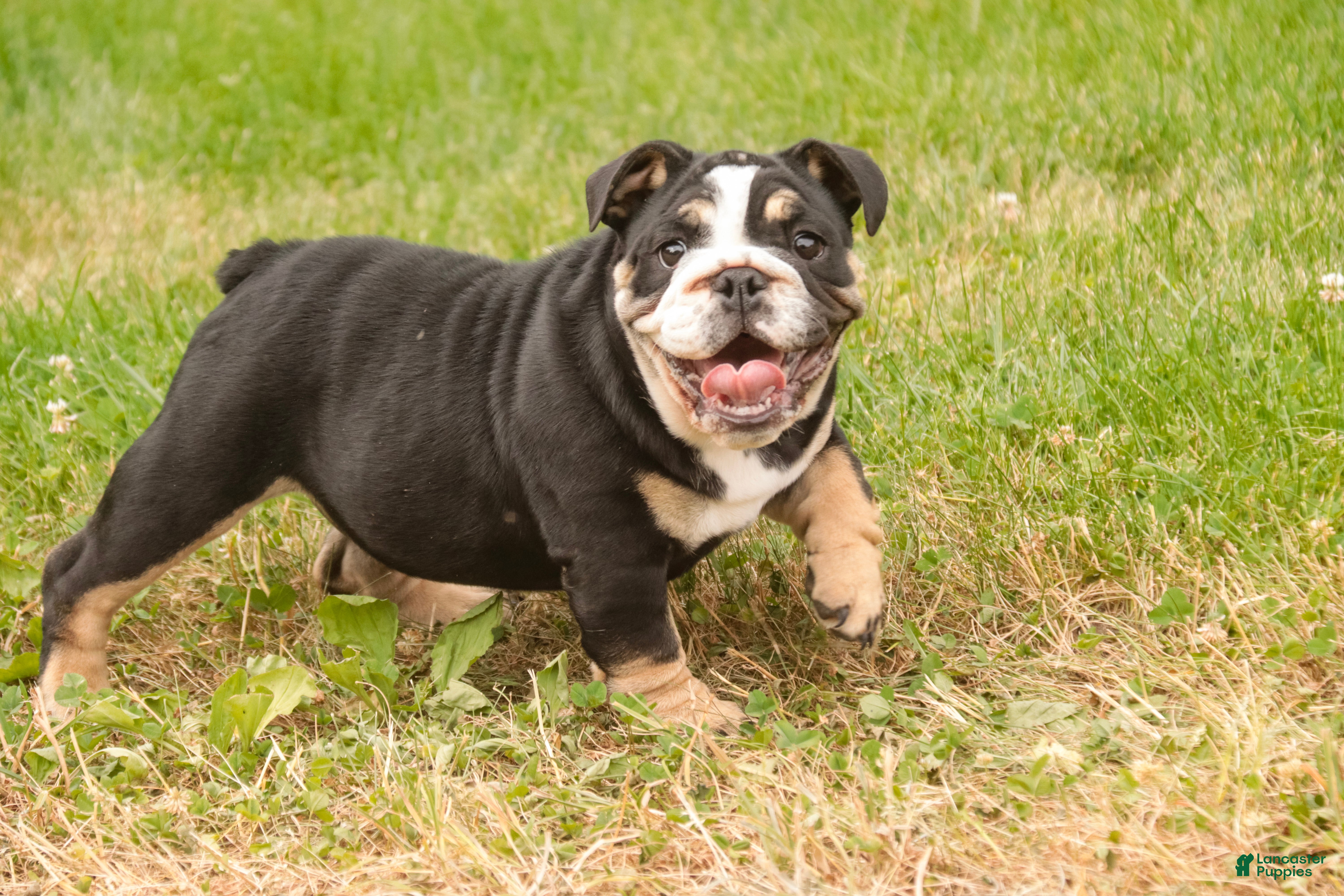 English Bulldog dogs Amelia - Ad 2