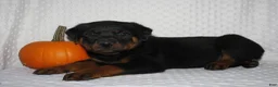 Rottweiler dogs for sale: Gunner - Ad 3