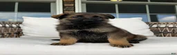 German Shepherd dogs for sale: Flynne - Ad 6