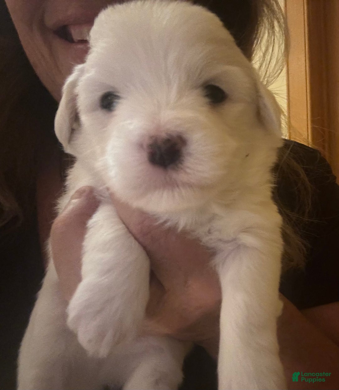 Coton De Tulear dogs for sale: Coton De Tulear Puppy 6 - Ad 2