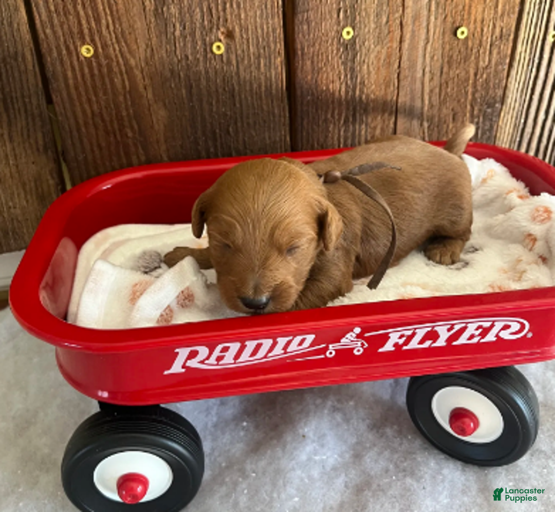 Mini Goldendoodle dogs for sale: Java - Ad 2