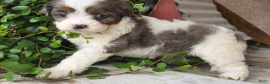 Maggie