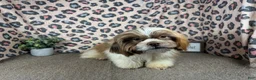 Shih Tzu dogs for sale: Shih Tzu 2 - Ad 7