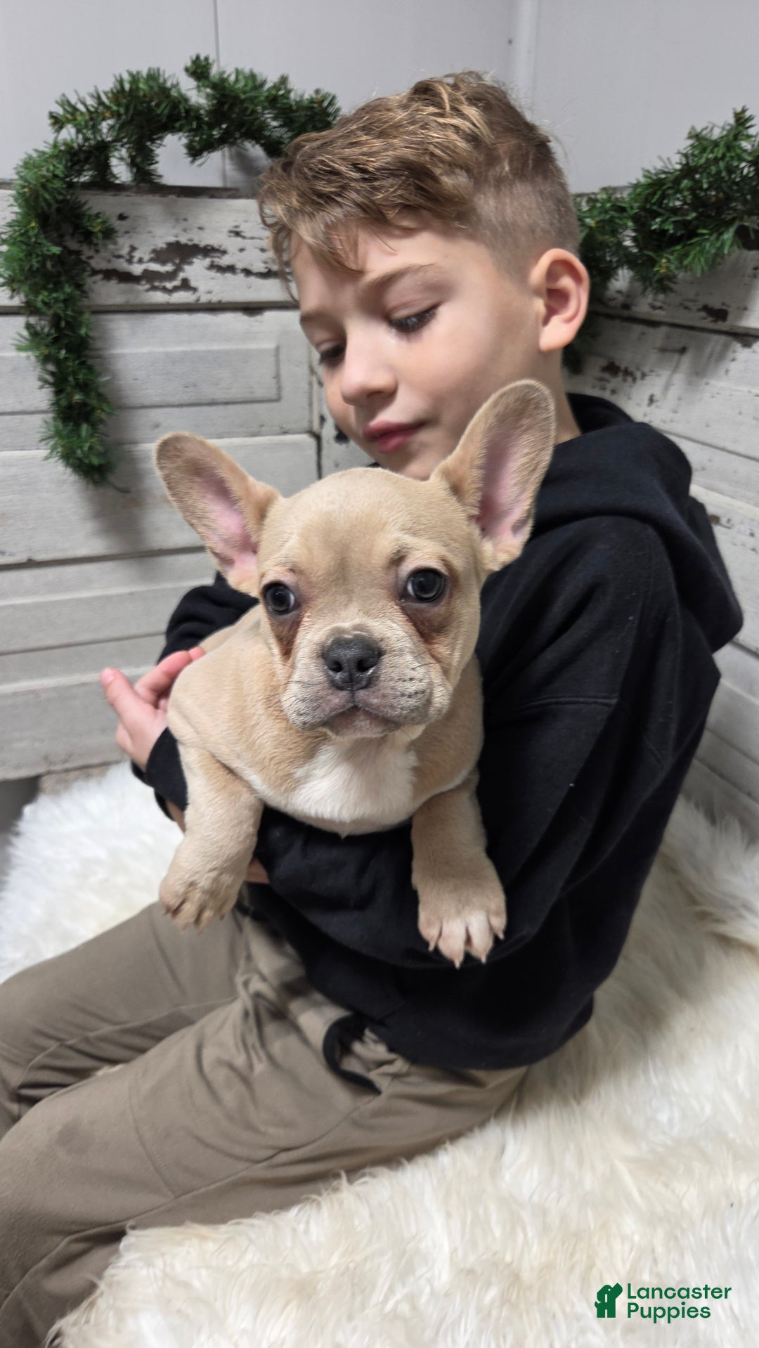 French Bulldog dogs for sale: Candace - Ad 3