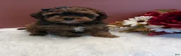 Toy Poodle dogs for sale: Molly teacup - Ad 3