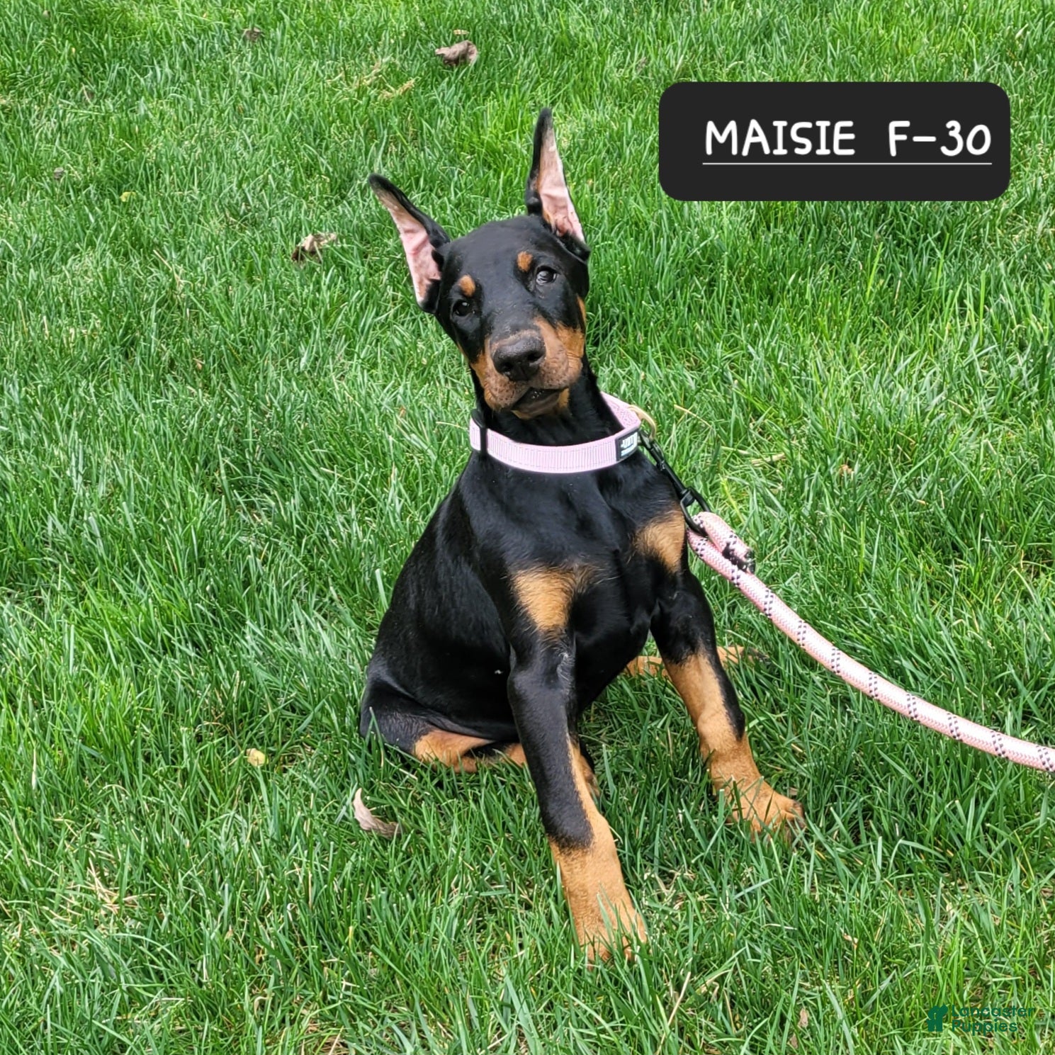 Doberman Pinscher dogs MAISIE  - Ad 26