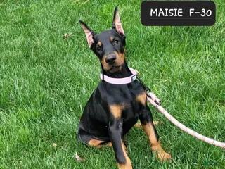 Doberman Pinscher dogs MAISIE - Ad 25