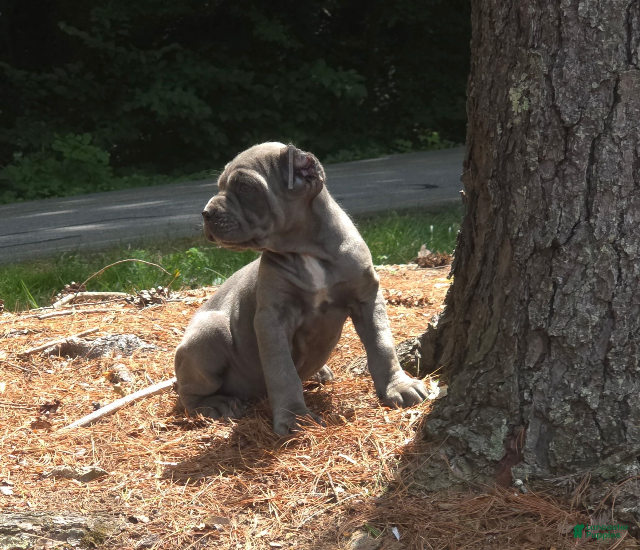 Cane Corso dogs SMURFET - Ad 2