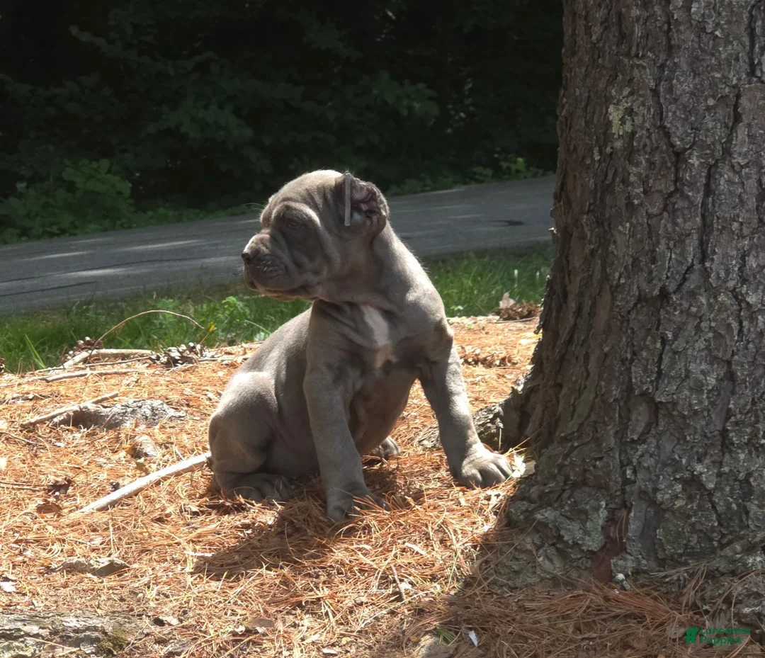 Cane Corso dogs for sale: SMURFET - Ad 2