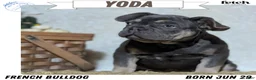 French Bulldog dogs for sale: Yoda - Ad 1
