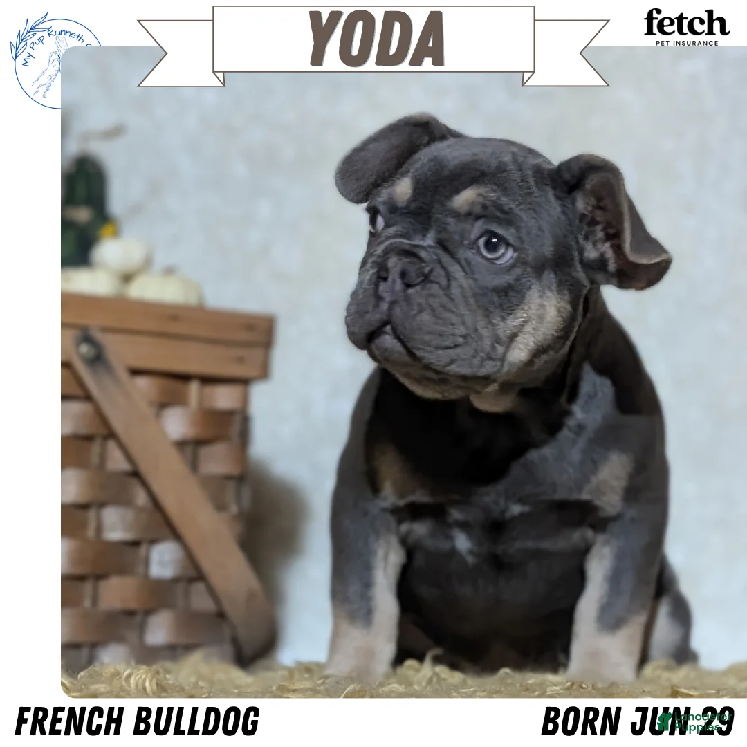 French Bulldog dogs for sale: Yoda - Ad 1