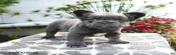 French Bulldog dogs for sale: Koala Bear - Ad 4